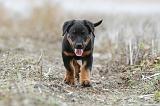 BEAUCERON - PUPPIES 152
